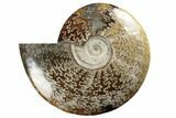 Polished Ammonite Fossil - Madagascar #191509-1